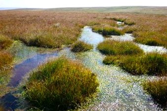 Peat Bogs