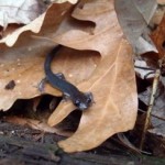 Salamanders Shrinking due to Climate Change