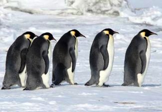 Emperor Penguins in Antarctica