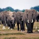 Organized Crime, Corruption and Militia Linked to Elephant Poaching and Ivory Trade