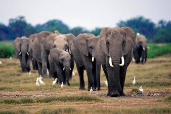 African Elephants