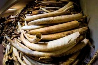 Seized Elephant Ivory Stockpile