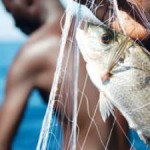 Report Highlights Growing Role of Fish in Feeding the World