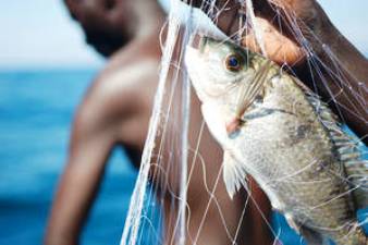 Fish Farming