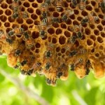 New Evidence Links Honeybee Death with Insecticides