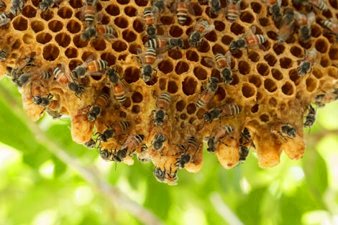 Honeybee Hive