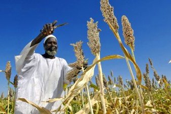 Sorghum Farming in Sudan