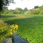 Invasive Species in Waterways on Rise Due to Climate Change