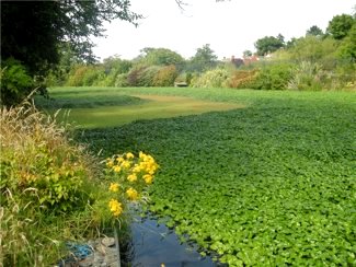 Invasive Species: Floating Pennywort