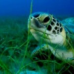 Future of Sea Turtles in a Warming World