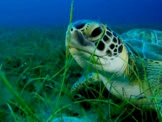 Sea Turtles. © Swansea University / BS and RD Kirkby