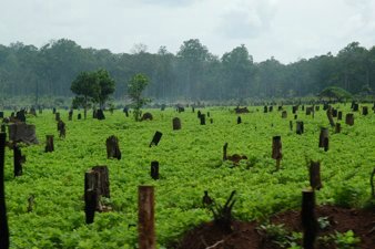 Soy Farm