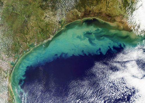 Dead Zone in Gulf of Mexico