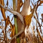 Water and Climate Risks are Growing Threat to U.S. Corn Production