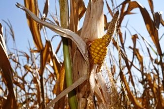 Corn Production and Drought in U.S.