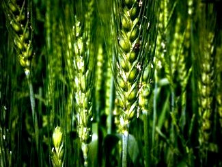 Wheat Field in India