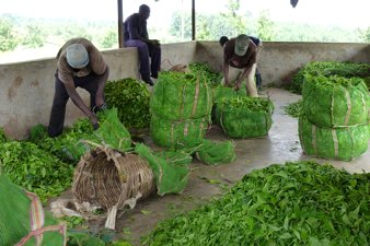 Workers at Tea Plantation, Uganda