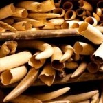 Illegal Wildlife and Timber Trade Funding Organised Crime