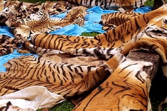 Illegal Wildlife Trade: Tiger Skins