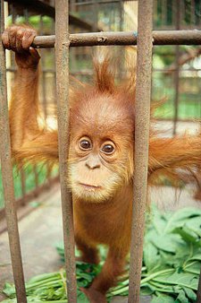 Captive Baby Sumatran Orangutan