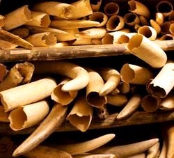 Illegal Wildlife Trade: Elephant Ivory