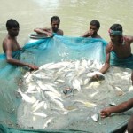 Farmed Fish Production Must More than Double by 2050