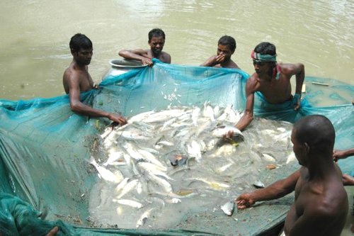 Fish Farming in Bangladesh. © WRI