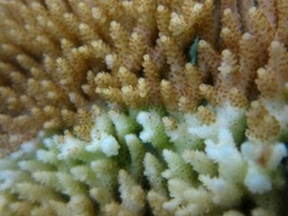 Corals with White Syndrome