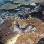 New Study Links Dredging to Diseased Corals