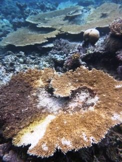 Corals with White Syndrome