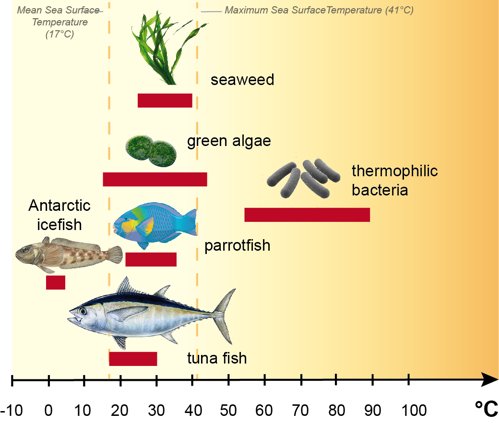 Temperature Windows of Marine Organisms