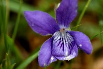 Common Dog Violet