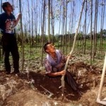 New Roadmap for Boosting Small-Scale, Family Forest Producers