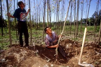 Small-scale Family Forest Enterprises
