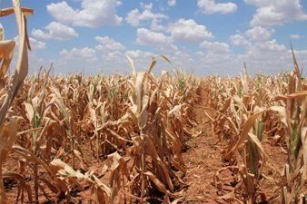 Drought Impacting Corn Crop Yields