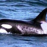 Study Highlights Threats to Southern Resident Killer Whales