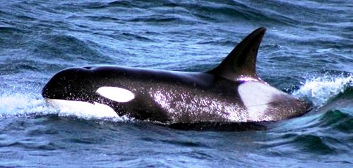 Southern Resident Killer Whale