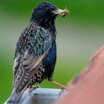 Starlings, Swallows Disappear in Areas with High Neonicotinoids Levels