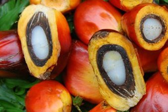 Oil Palm Fruits