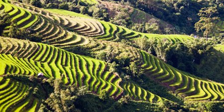 Rice Fields