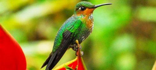 Green-Crowned Brilliant Hummingbird