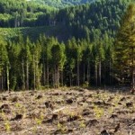 Deforestation Remedies Can Have Unintended Consequences