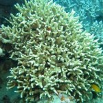 Coral Death Imminent on Great Barrier Reef