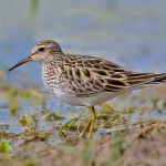 Earlier Snowmelt Prompting Earlier Breeding of Arctic Birds