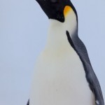 Study Finds Emperor Penguin in Peril Due to Climate Change