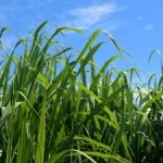 Winning Solution for Biofuels, Climate, and Biodiversity