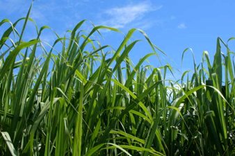 Sugar Cane Plantations. © WHRC