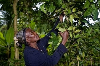 Community Forests