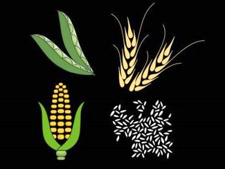 Food Crops. Illustration: Christine Daniloff / MIT