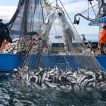 Alaska Fisheries and Communities at Risk from Ocean Acidification